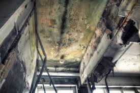 Best Industrial Mold Remediation in Tiffin, IA